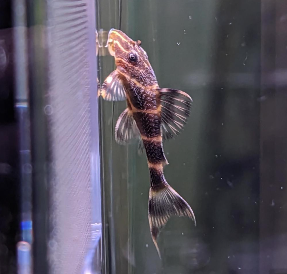 Clown Pleco (L104) – Panaqolus maccus