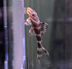 Clown Pleco (L104) – Panaqolus maccus