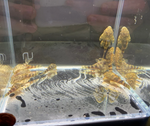 Clown Pleco (L104) – Panaqolus maccus