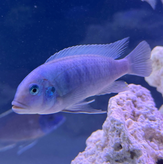 Cobalt Blue Zebra Cichlid