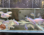 Cobalt Blue Zebra Cichlid