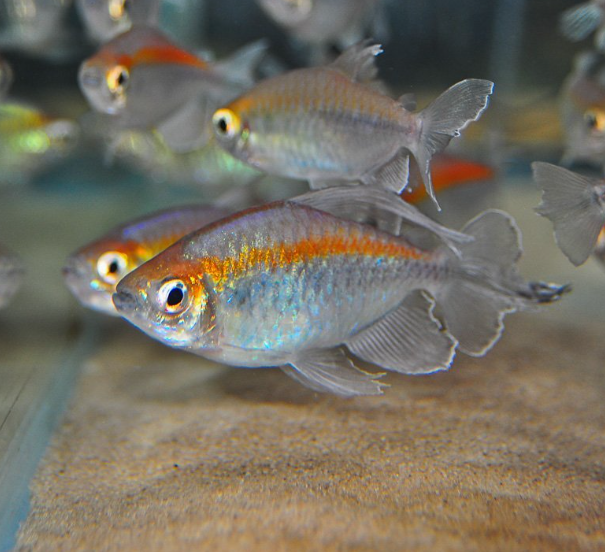 Congo Tetra