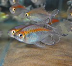 Congo Tetra