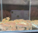 Congo Tetra