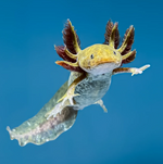 Copper Axolotl