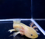Copper Axolotl