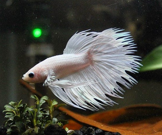 Crowntail Betta – Male (Assorted)