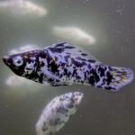 Dalmatian Lyretail Molly