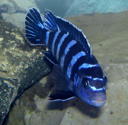 Demasoni Cichlid