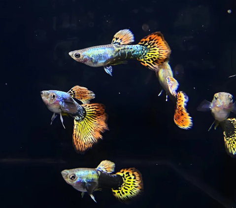 Dumbo Ear Guppy Male