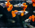 Dumbo Ear Guppy Male