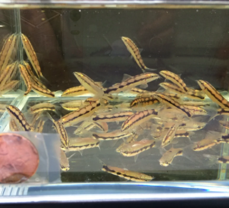 Dwarf Chain Loach