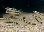 Dwarf Chain Loach
