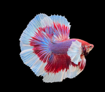 Elephant Ear Betta – Male (Assorted)