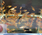 Ember Tetra