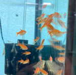Ember Tetra