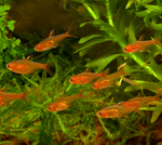 Ember Tetra