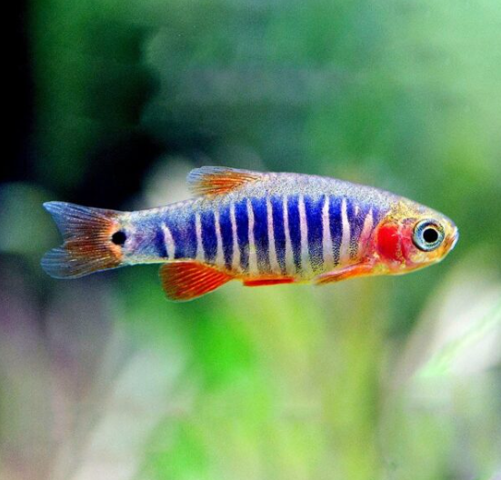 Emerald Dwarf Rasbora