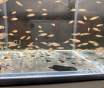 Emerald Dwarf Rasbora