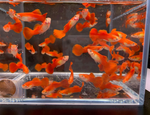 Flamingo Guppy Male