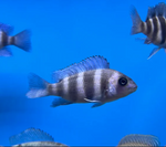 Frontosa Cichlid — Juvenile