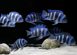Frontosa Cichlid — Juvenile