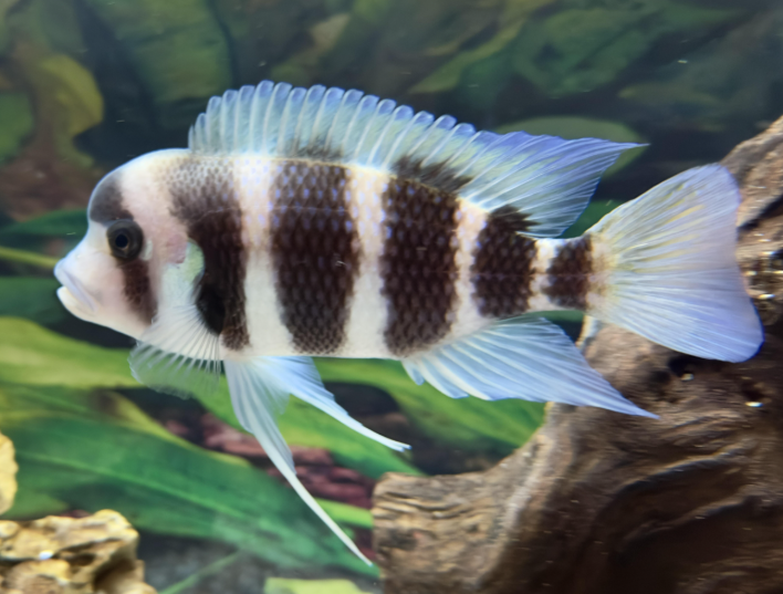 Frontosa Cichlid — Juvenile