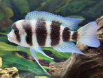 Frontosa Cichlid — Juvenile