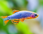 Celestial Pearl Danio – Galaxy Rasbora