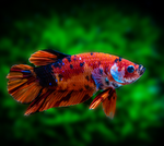 Galaxy Koi Betta – Male (Assorted)