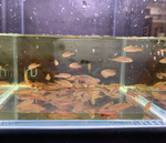Celestial Pearl Danio – Galaxy Rasbora