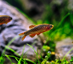 Celestial Pearl Danio – Galaxy Rasbora