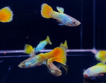 German Yellow Guppy Male