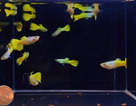 German Yellow Guppy Male