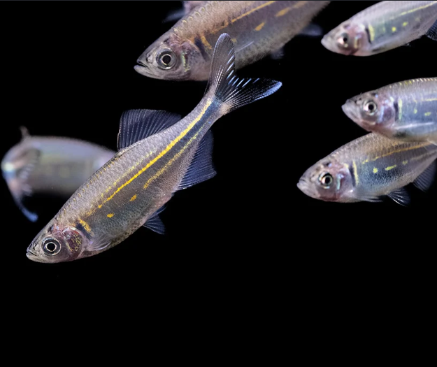 Giant Danio – Devario aequipinnatus