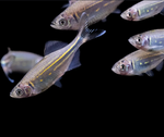 Giant Danio – Devario aequipinnatus