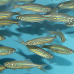 Giant Danio – Devario aequipinnatus