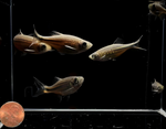 Giant Danio – Devario aequipinnatus