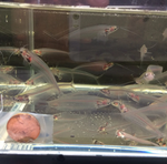 Glass Catfish – Kryptopterus vitreolus