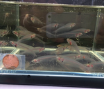 Glass Catfish – Kryptopterus vitreolus