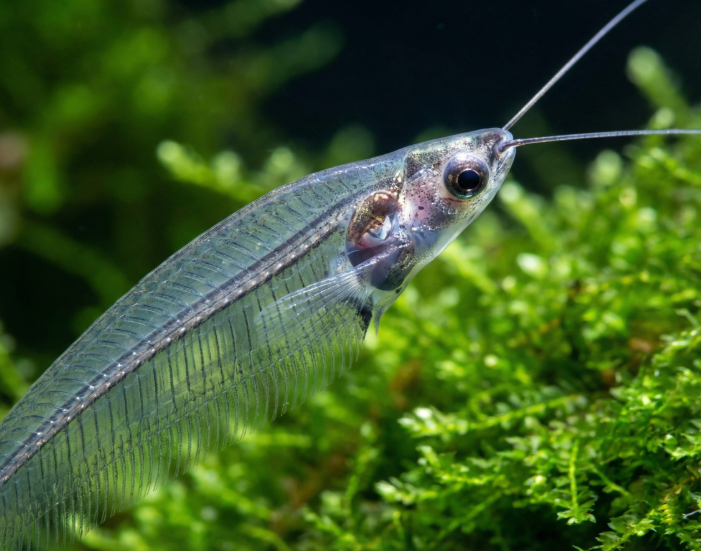 Glass Catfish – Kryptopterus vitreolus