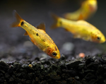 Gold Barb – Barbodes semifasciolatus