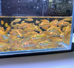 Gold Barb – Barbodes semifasciolatus