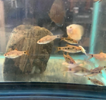 Gold Barb – Barbodes semifasciolatus
