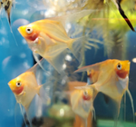 Gold Angelfish – Pterophyllum sp.