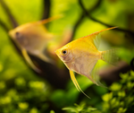 Gold Angelfish – Pterophyllum sp.