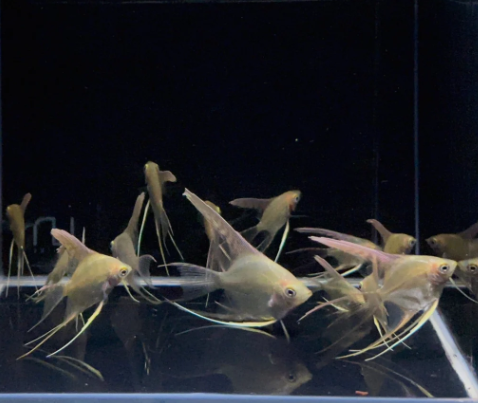 Gold Angelfish – Pterophyllum sp.