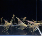 Gold Angelfish – Pterophyllum sp.