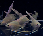 Gold Angelfish – Pterophyllum sp.