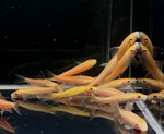 Gold Chinese Algae Eater – Gyrinocheilus aymonieri